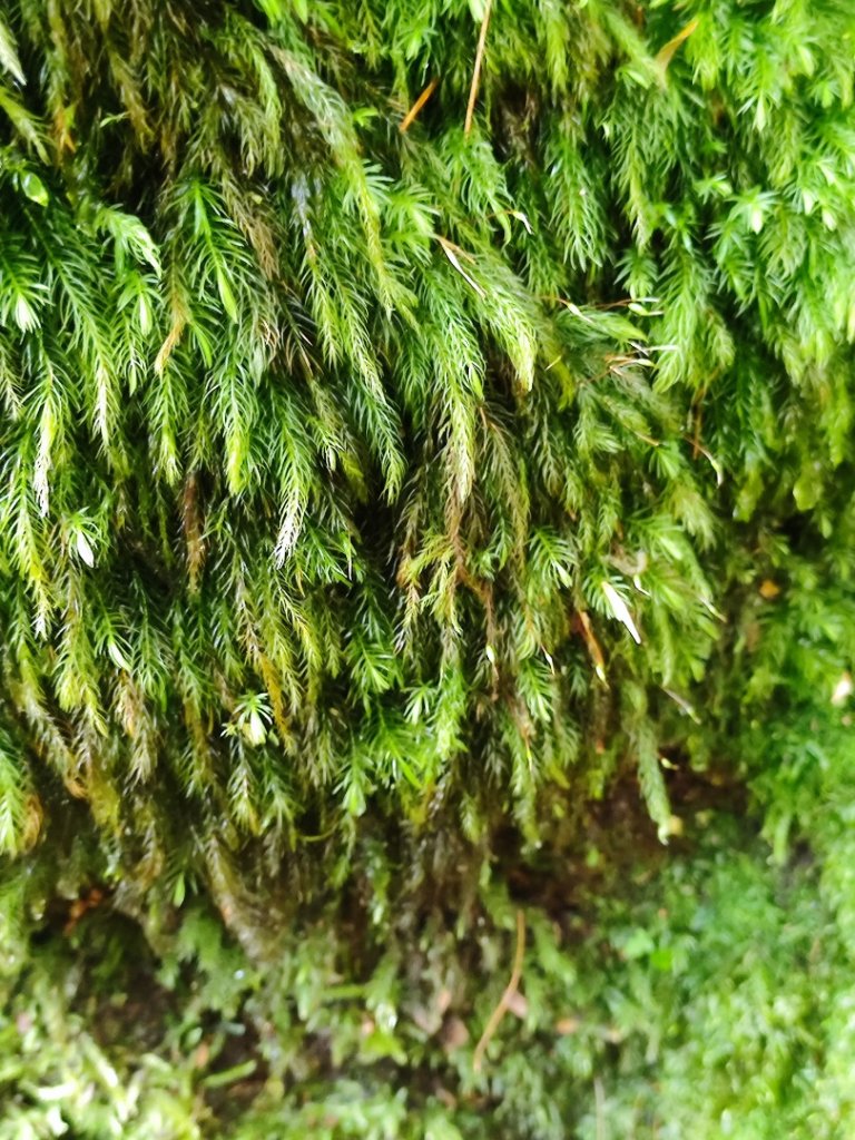 樂雪縱走_2876761