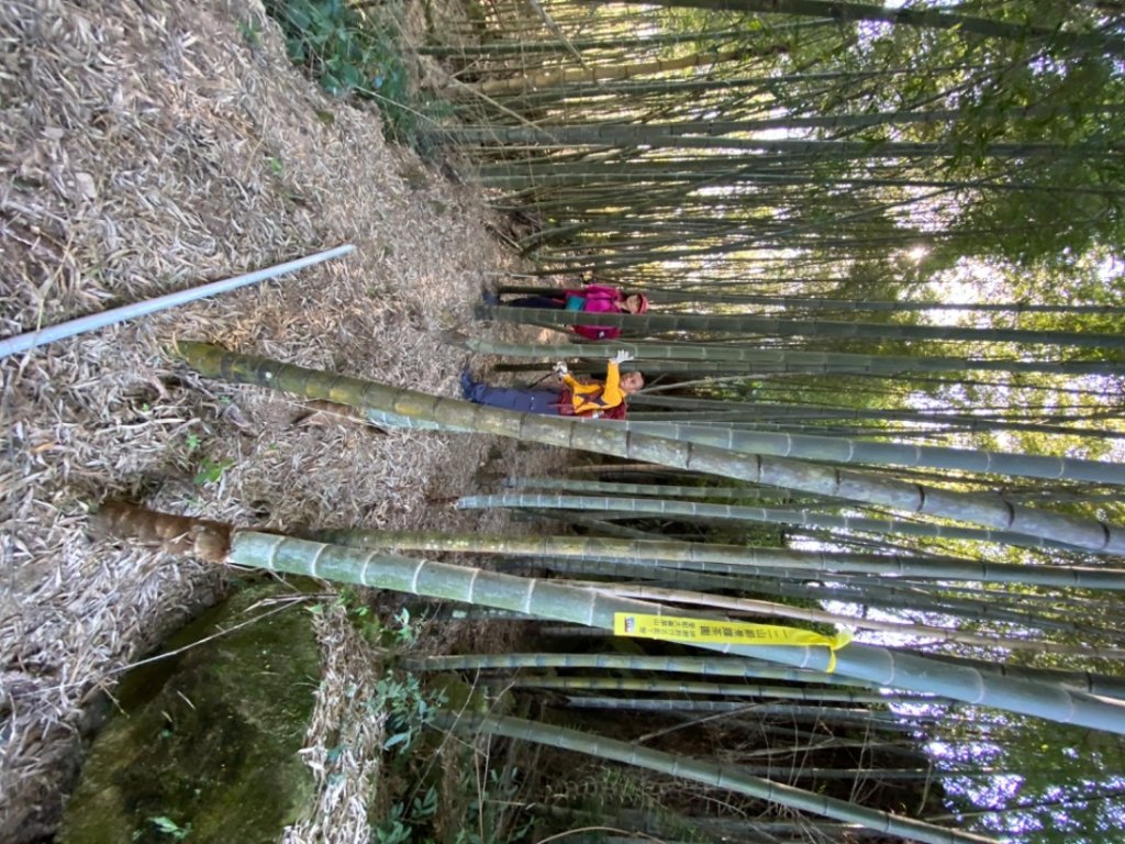 鹿谷大崙尾山、和雅挑竹古道7號、和雅挑竹古道6號O型走_2425925