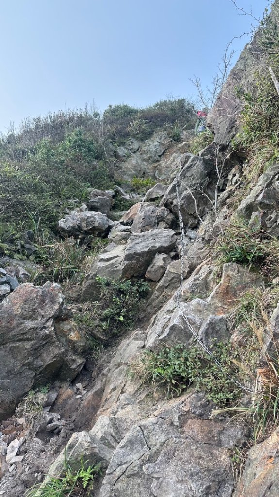 黃金三稜賞芒花_2950891