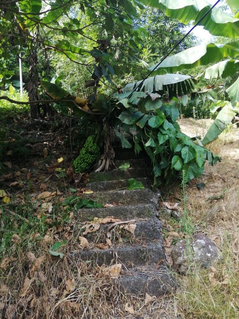 北市文山區拳山古道土地公嶺古道O型走_642939