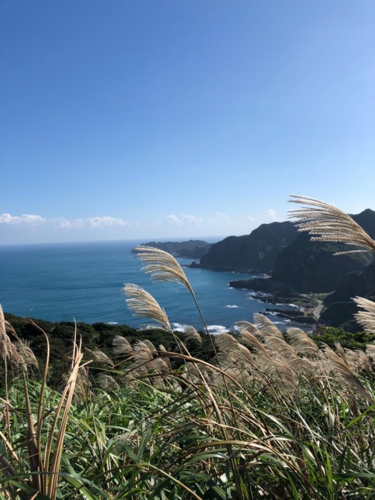 南子吝山芒草_511132