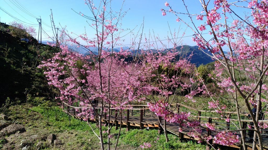 頂石棹步道+彌陀禪寺+二延平步道賞櫻健走_276768