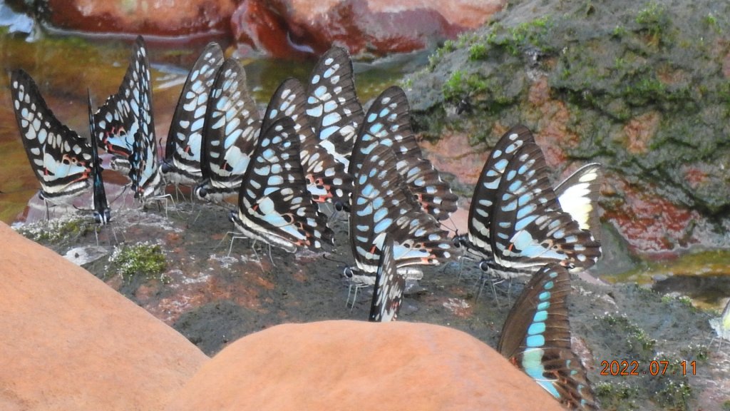 雲山水花鳥蝶 - 天龍國阿伯的日常 7/8&11_1760781