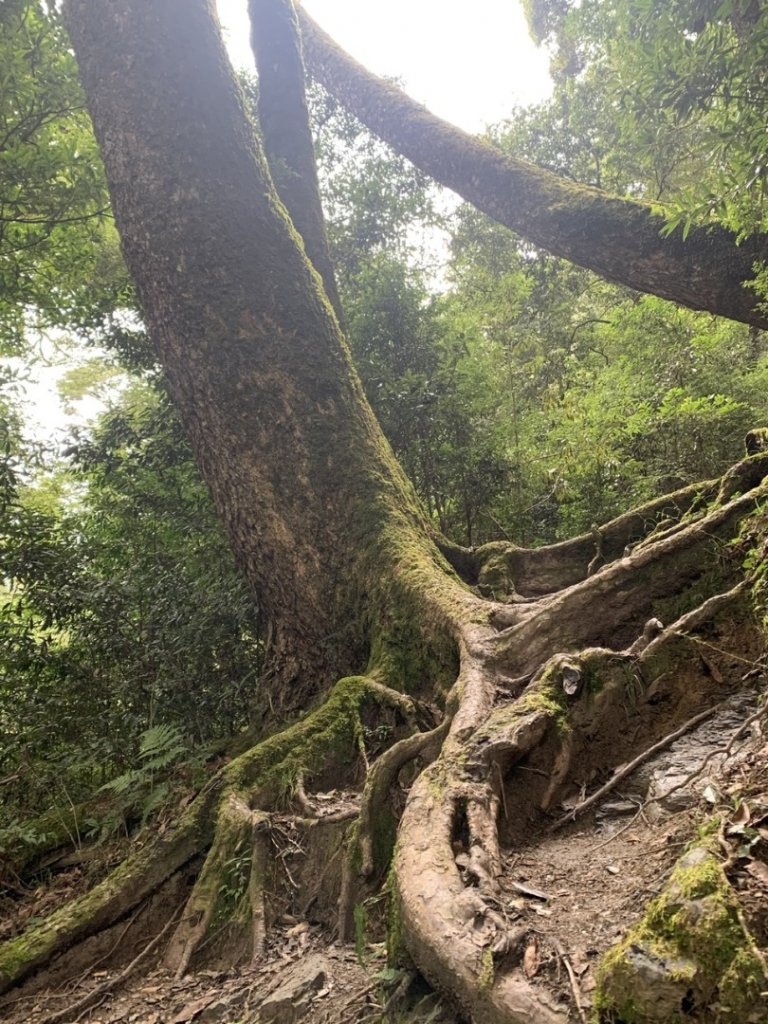 檜山巨木群步道_2324130