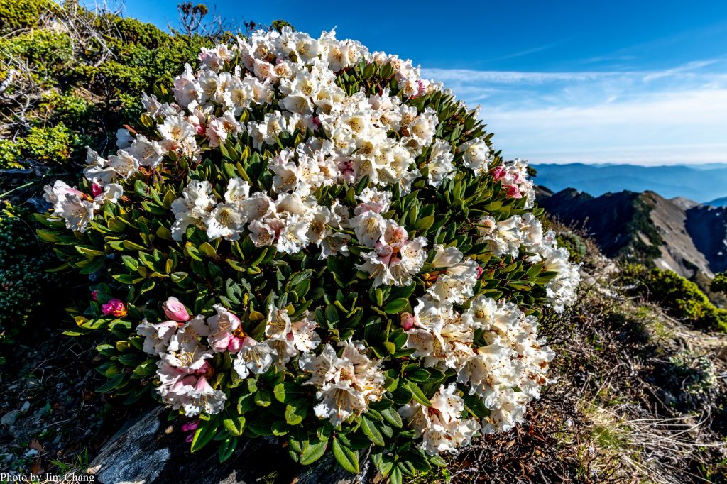 南湖大山賞花行_336946
