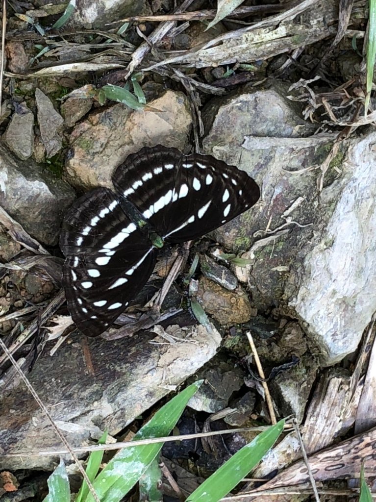 棚集山【鍛鍊鋼鐵意志的原住民部落】_515298