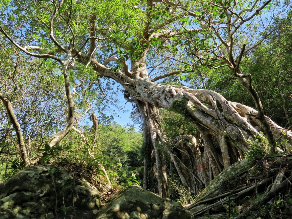 里龍山 悠遊山徑-溪谷-欣賞海天一色美景_1486121