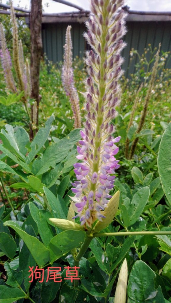 2020/08/21楊廷理古道與灰窯瀑布_1091773