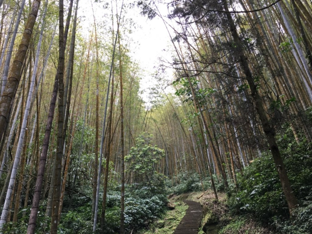 奮起湖步道神社遺址_558883