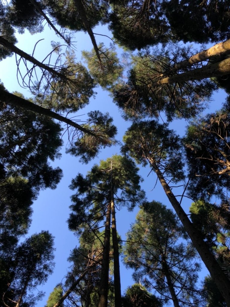 俯瞰石門水庫絕佳視角的外鳥嘴山_513768