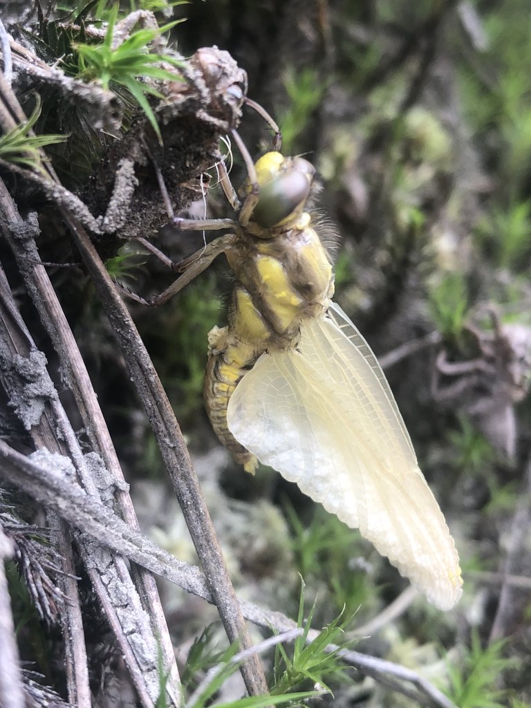 散落的珍珠-加羅湖_1387457