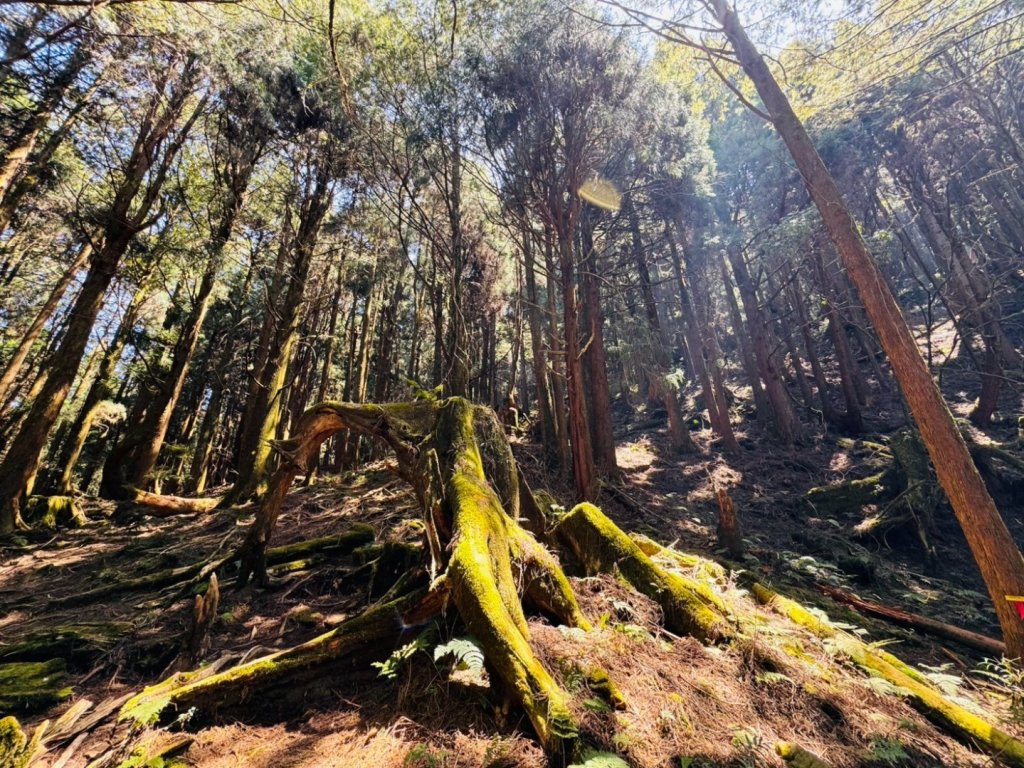 特富野古道>東水西峰>東水山>玉兒山>特富野古道（逆O)_2743766