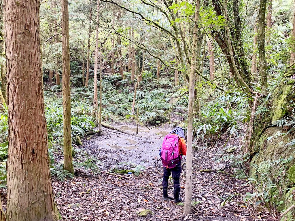 南橫小關山林道登留佐屯.小斯拉巴庫美瓏山_1233373