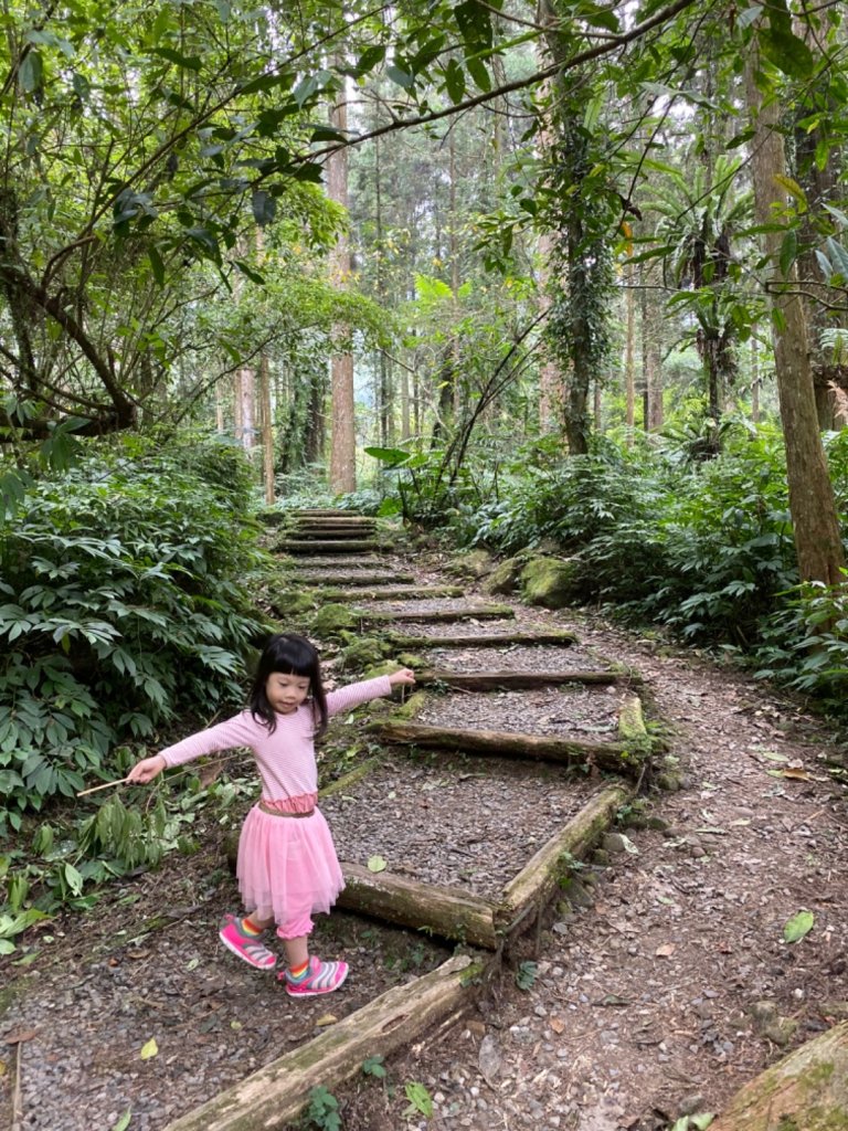 20191109貓仔們之溪頭森林步道探索_757153