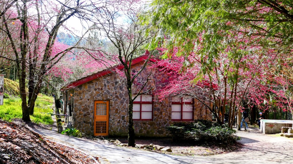 《踏莎行・武陵山櫻》_2712490