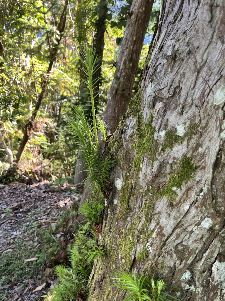 [玉山尋寶任務-03/12] 2025_0810 瓦拉米步道_2857555
