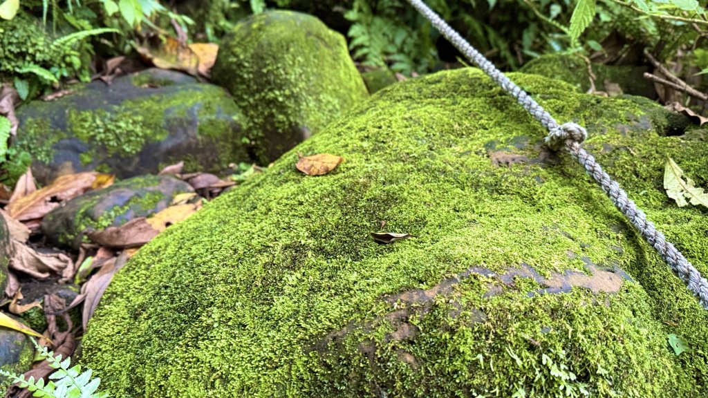 潮濕原始的峰頭尖|平溪三尖|白石腳|峯花雪月_2782532