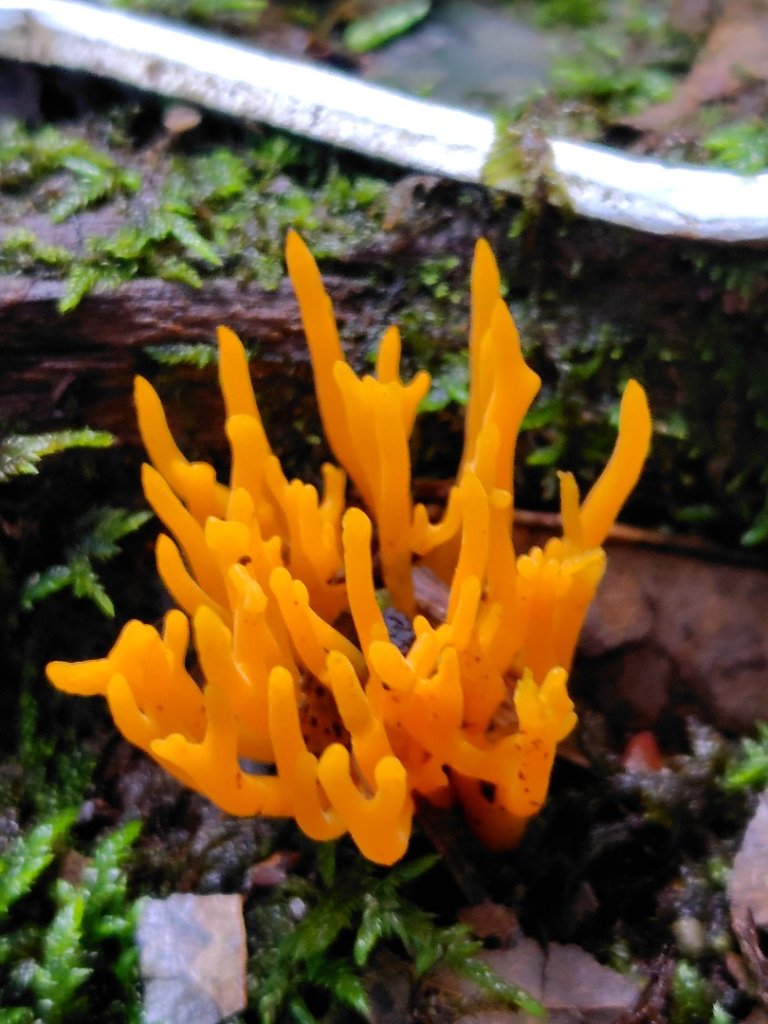 稍來小雪山國家步道、船型山、鞍馬山、鞍馬山東北峰、天池、雪山神木_2799676