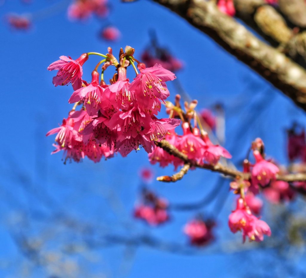 獵人古道 望美山 瓊山_1584163
