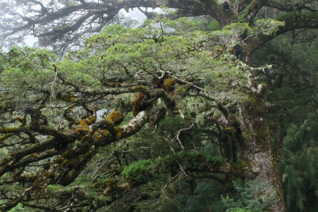 初探玉山國家公園塔塔加_193719