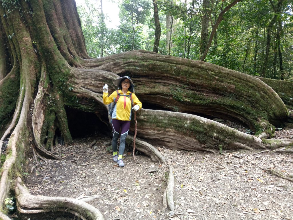 雪見北坑山大板根封面圖