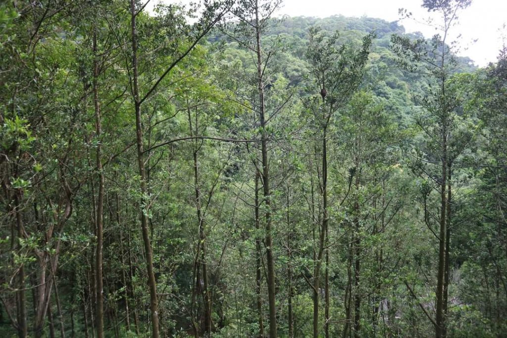 小百岳NO.14 深坑土庫岳。更寮古道 山豬窟尖，小南港山，南港山水綠生態公園_2257287