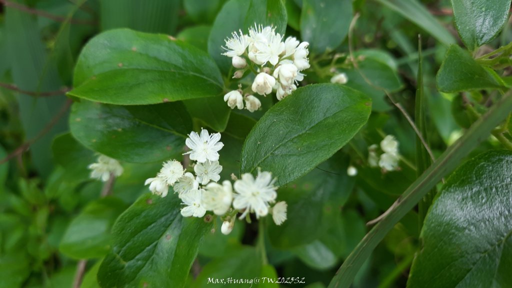 《苗栗》桐花茶園｜四月雪小徑登慈濟山三義山20250427_2771356