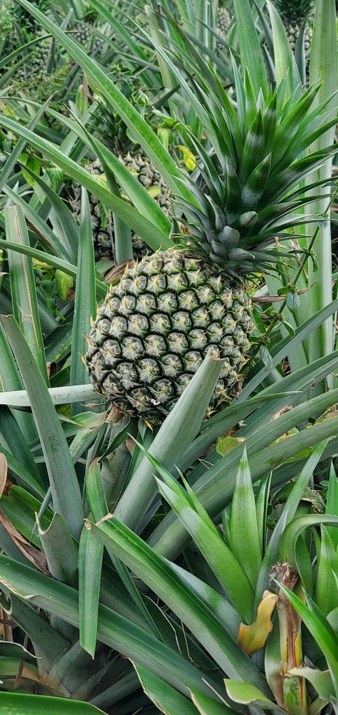 2021-10-16松柏坑山、田園茶香賞茶步道_1492114