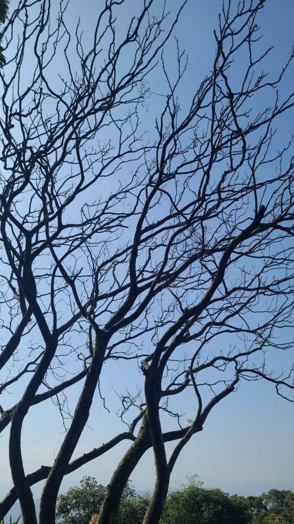 2025-0204 鶯歌_大凍山_三角埔頂山_迴龍_2707853