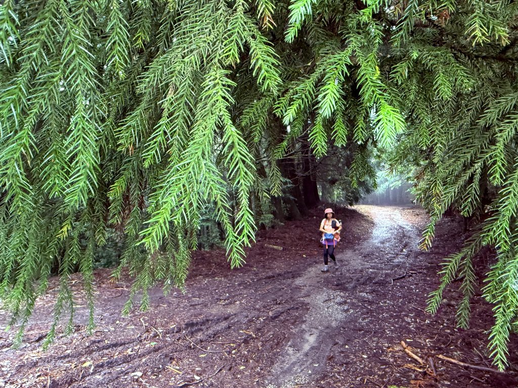 司馬限林道 訪 北坑駐在所_2811070