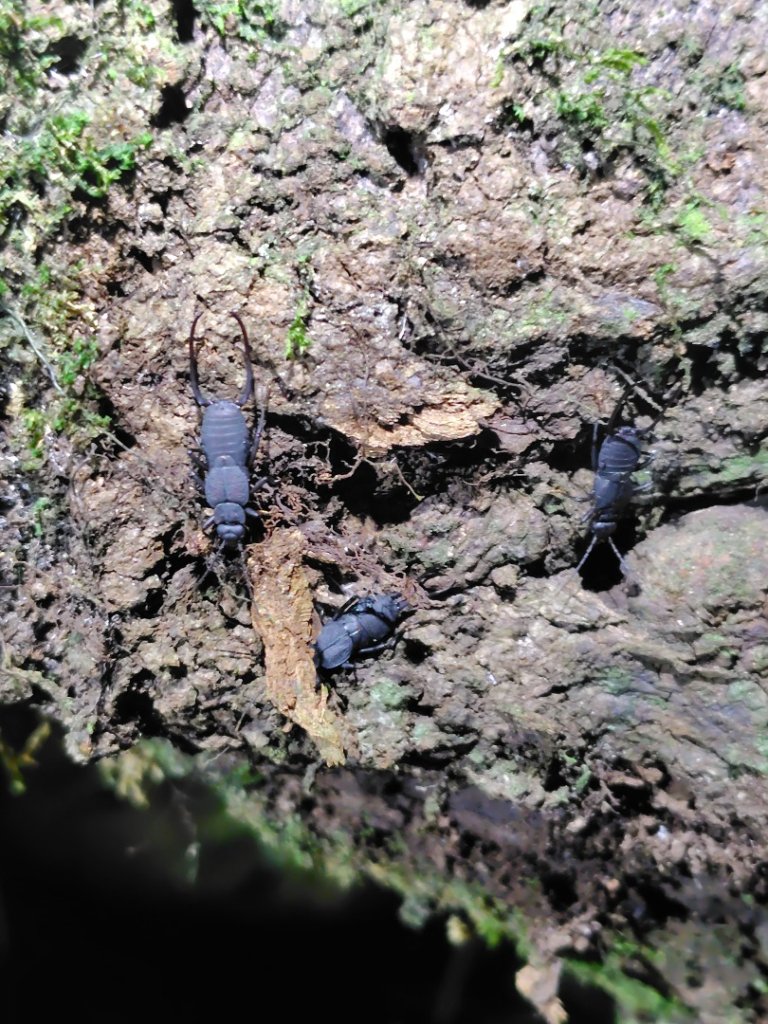 南東眼山連走有勝山_2918711