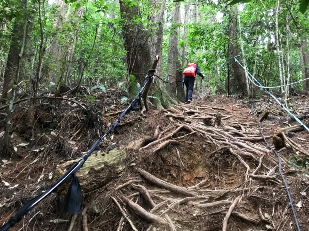 鳶嘴西稜香杉秘境走大崠山封面圖