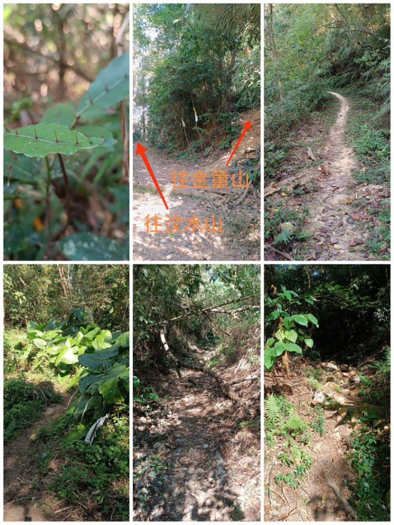 玉女山-金童山-汶水山-出礦坑山 連走_1920716