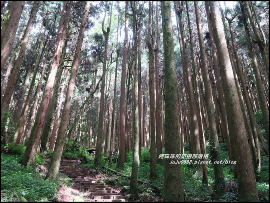 嘉義。特富野古道。鐵道森林最美的步道_422595