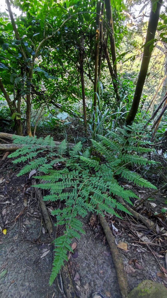 2021-11-07_三腳南山_1518497