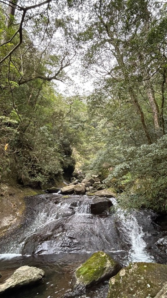 復興赫威神木_2748195