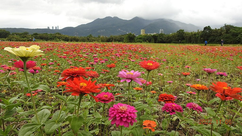 2022愛戀關渡花現幸福_1899521
