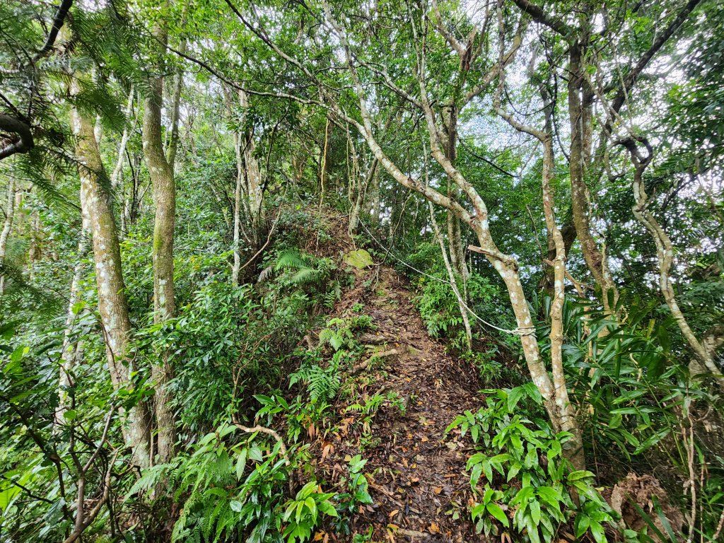 20241208上坪登五指山_2683662