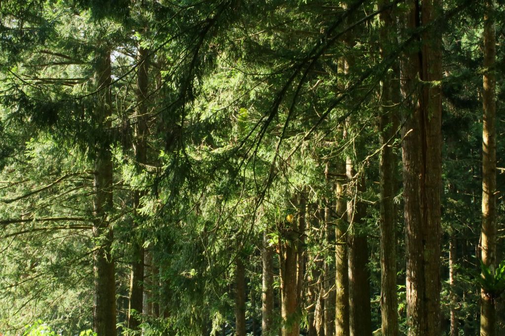 奮起湖台灣杉森林棧道_194453