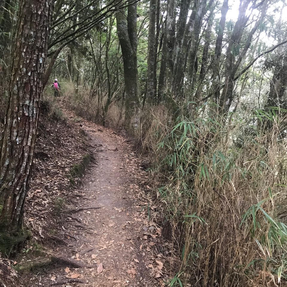 谷關七雄 馬崙山（老二）2023.03.04_2051357