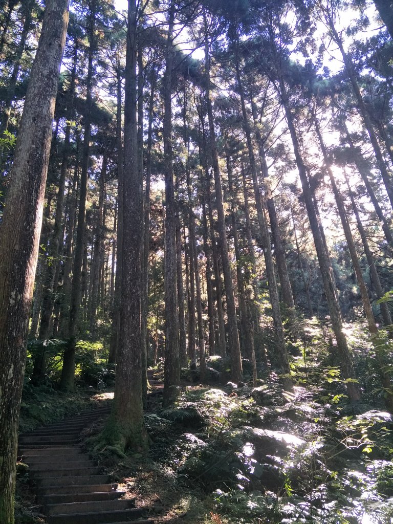 2020 10 28 東眼山自導式步道_1146608