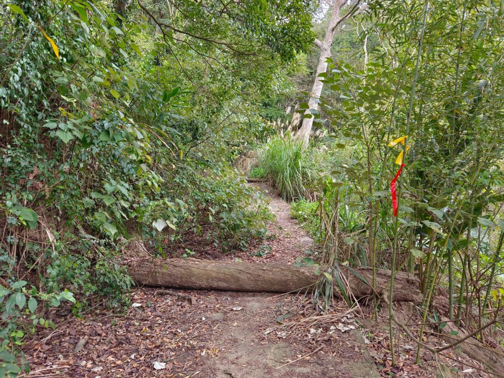 苗栗關刀山/關刀山西北峰（全線打通）_2039979