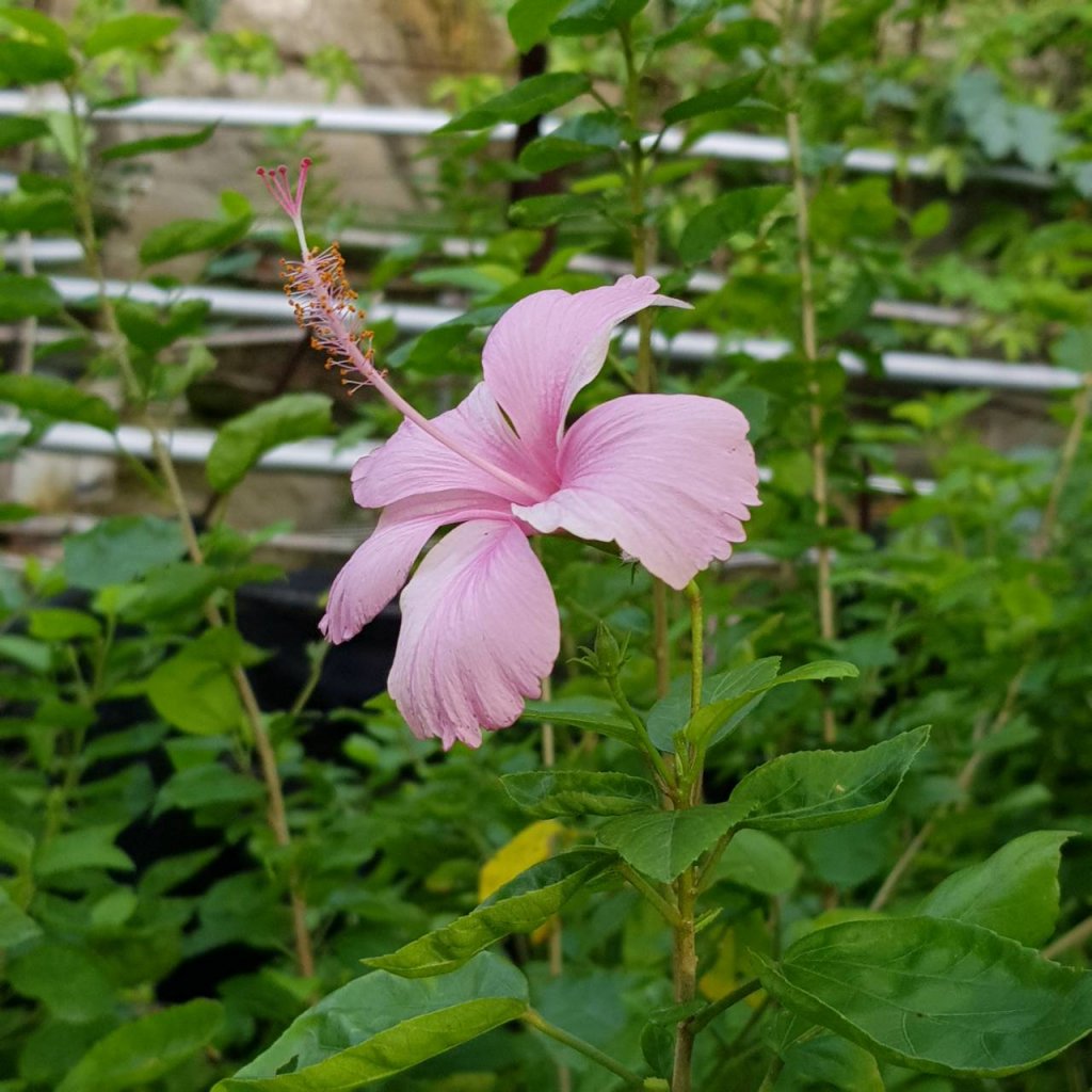 象山親山步道_1787404