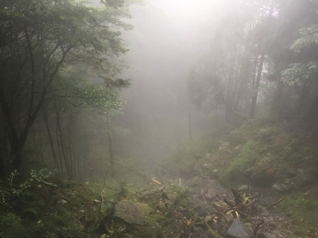 觀霧檜山巨木森林步道_171730