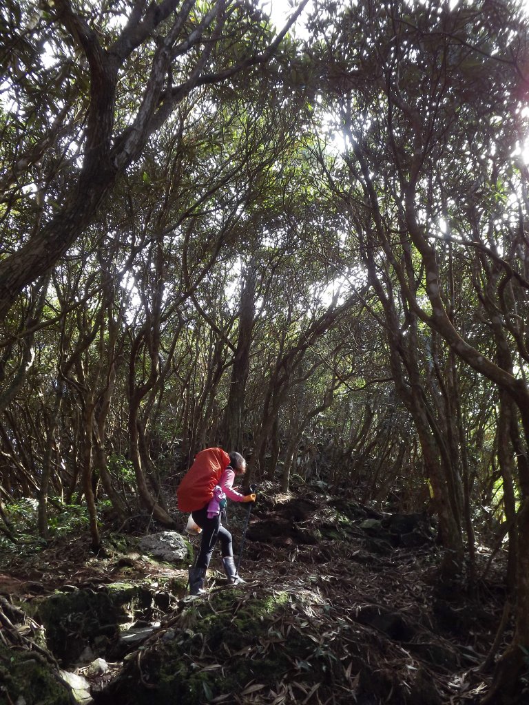 20181014再訪水社大山_436181