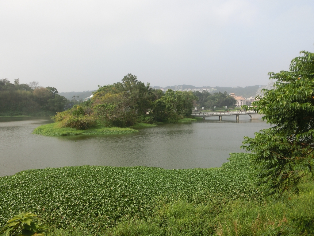 青草湖環湖步道_95731