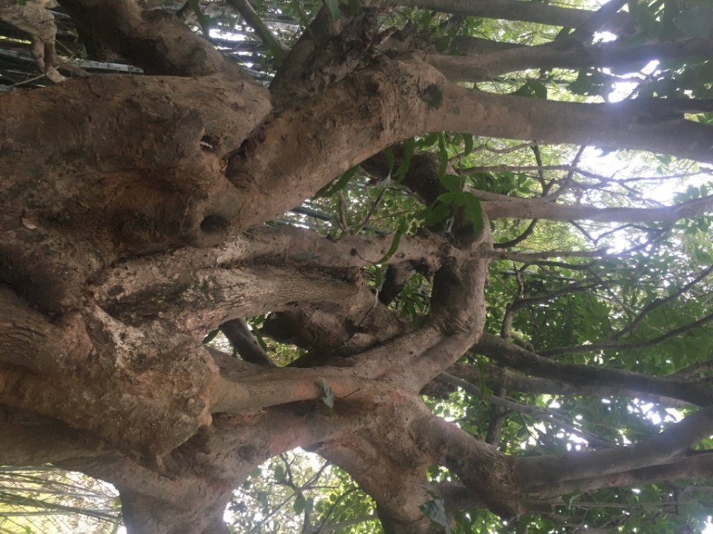 蘭潭後山步道_2041879