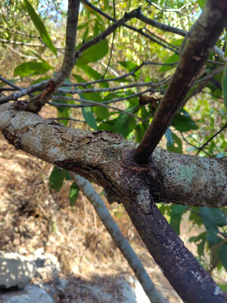 獅嶺峭壁_2987361