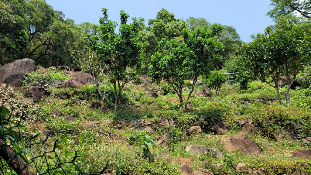 中正山環型步道_2109308