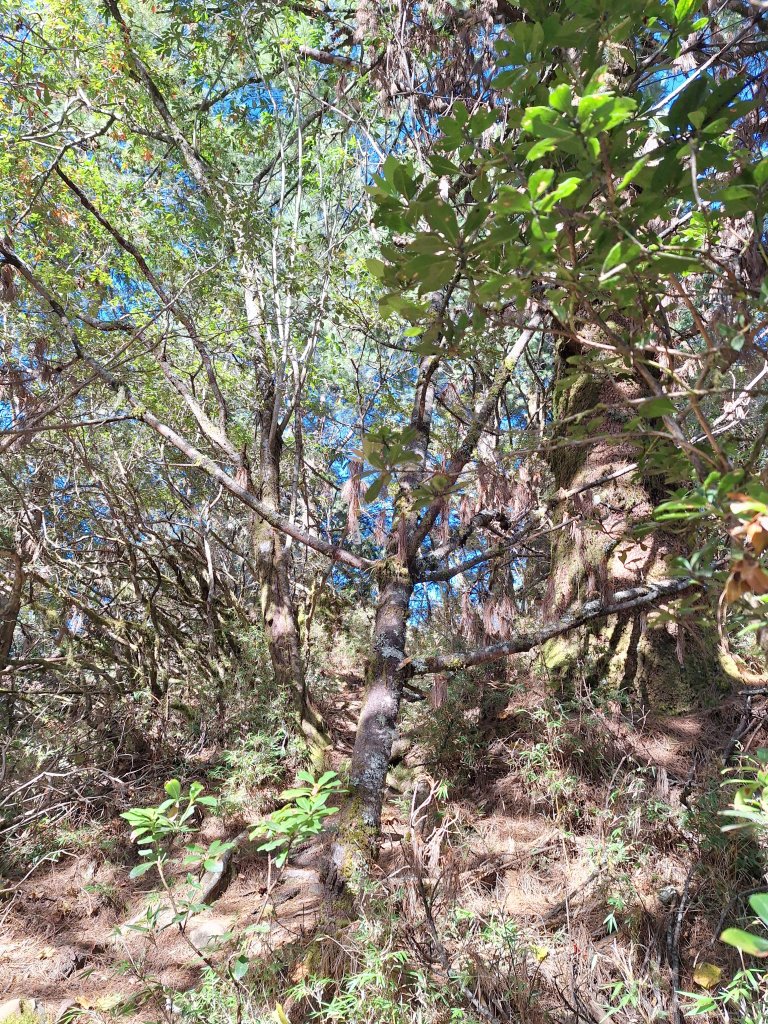 石山+阿毛神木20251211_2961802